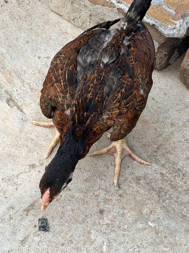Aseel chicks 0