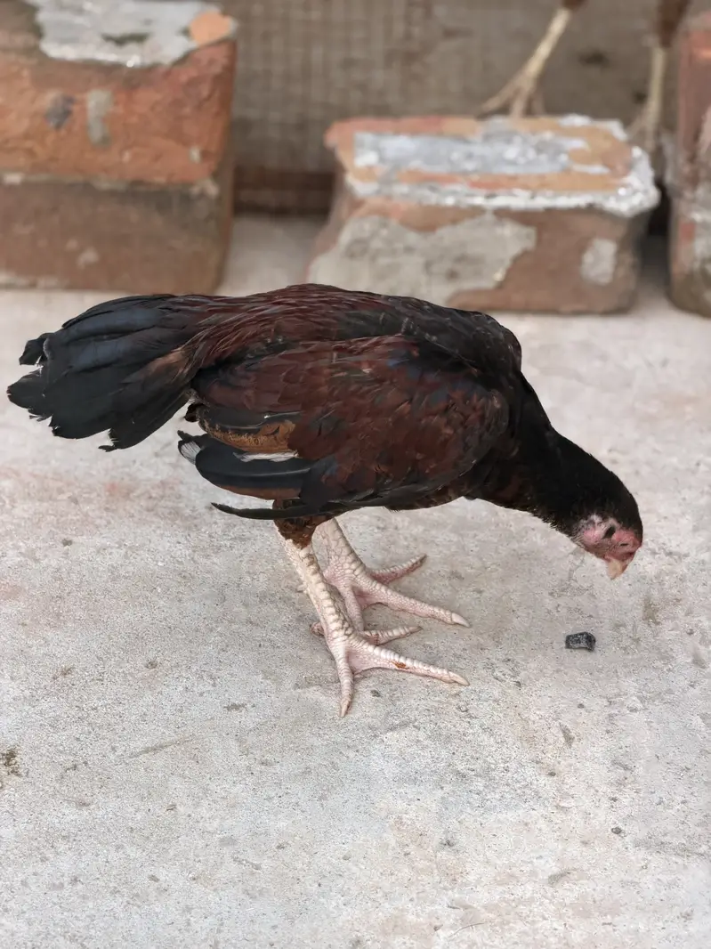 Aseel chicks — photo 2