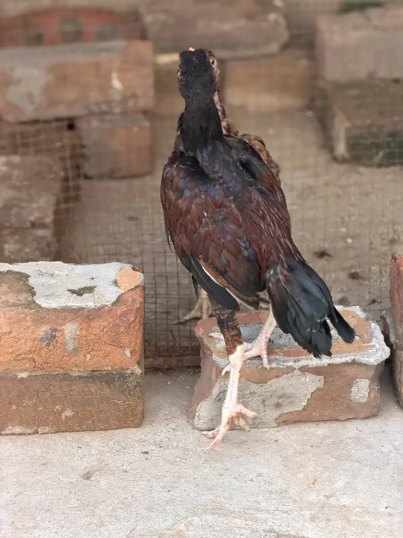 Aseel chicks — photo 3