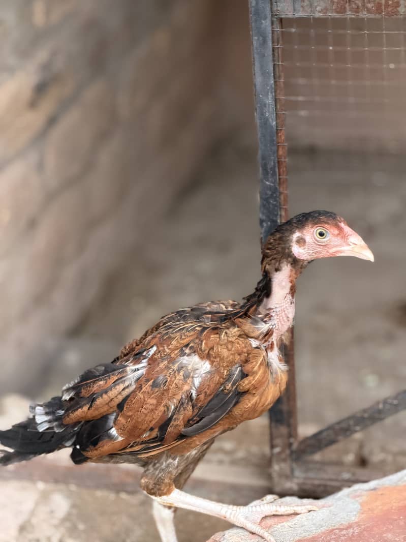 Aseel chicks 3