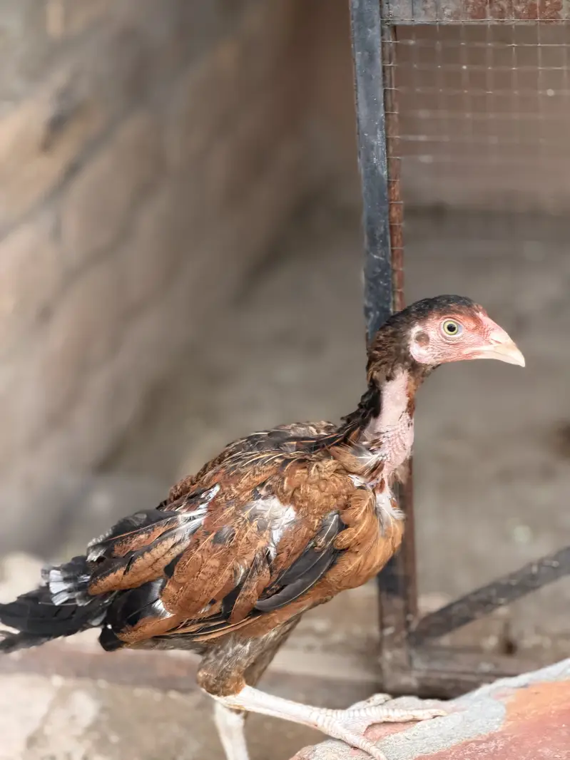 Aseel chicks — photo 4