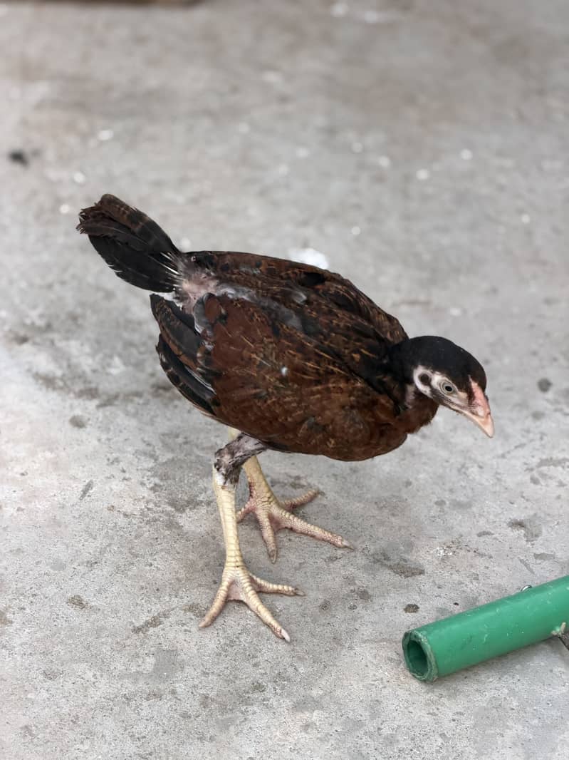 Aseel chicks 4