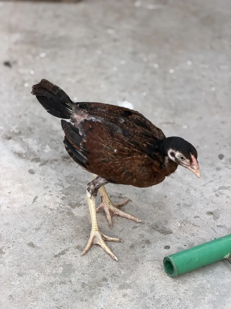 Aseel chicks — photo 5