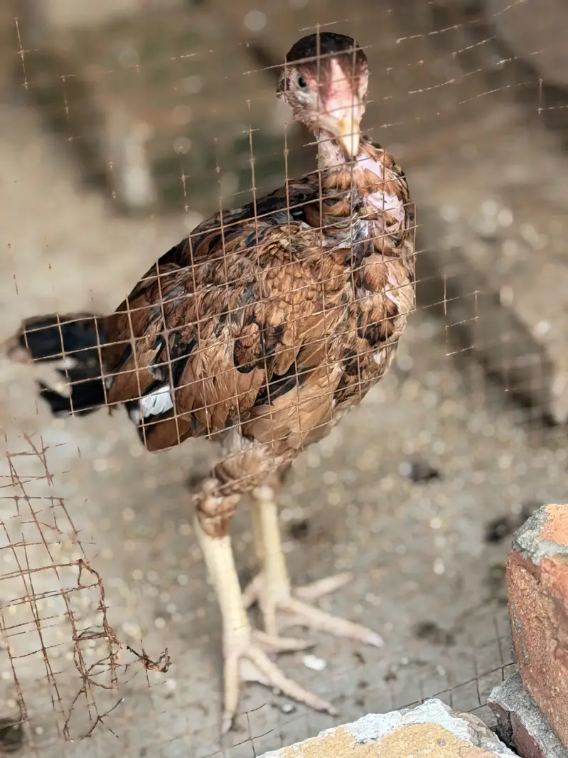 Aseel chicks — photo 6