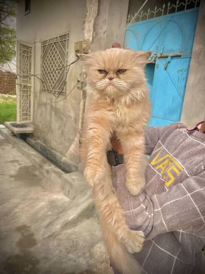 Persian pregnant cat piki peki feemale kittens cats