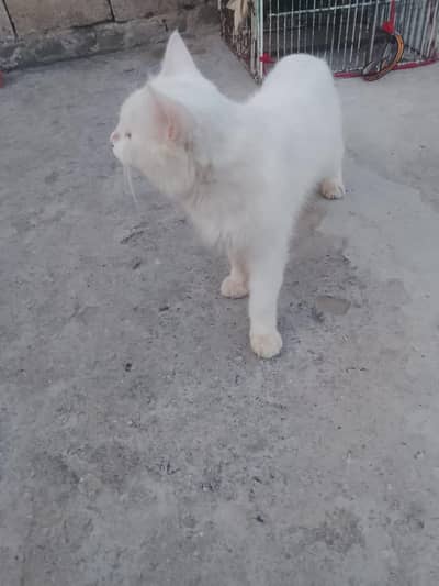 Male cat for sale, good nature and friendly behavior
