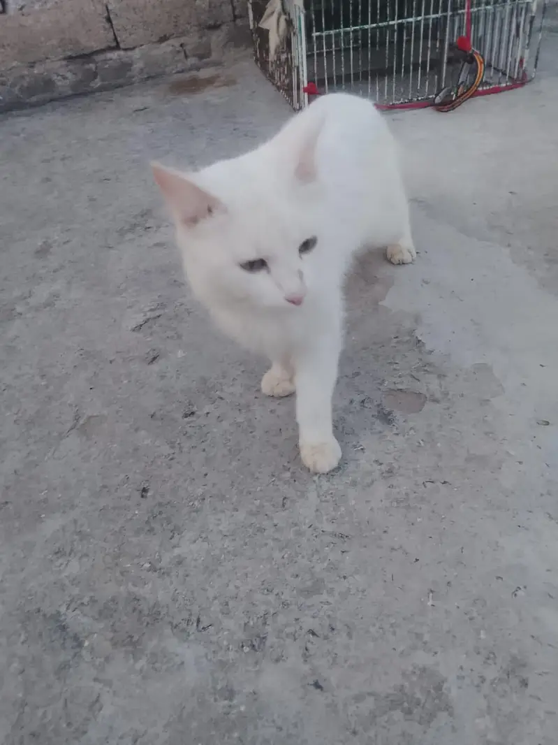 Male cat for sale, good nature & friendly behavior,03035002030 whtsapp — photo 2