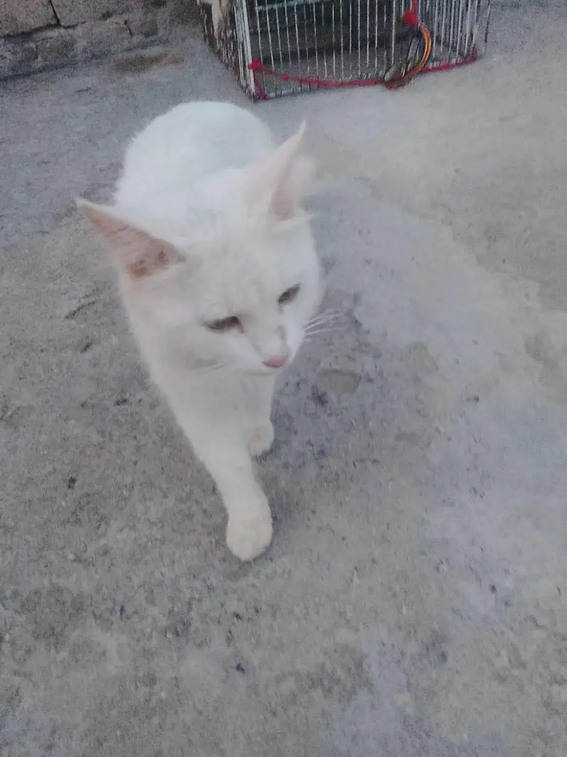Male cat for sale, good nature & friendly behavior,03035002030 whtsapp — photo 3
