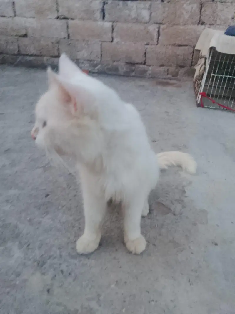 Male cat for sale, good nature & friendly behavior,03035002030 whtsapp — photo 4