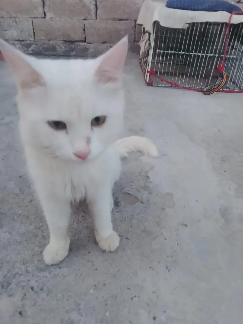 Male cat for sale, good nature & friendly behavior,03035002030 whtsapp — photo 5