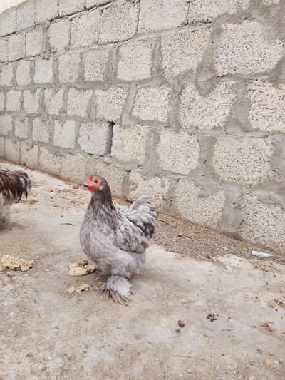 blue Cochin bantam breeder pair ( number in description)