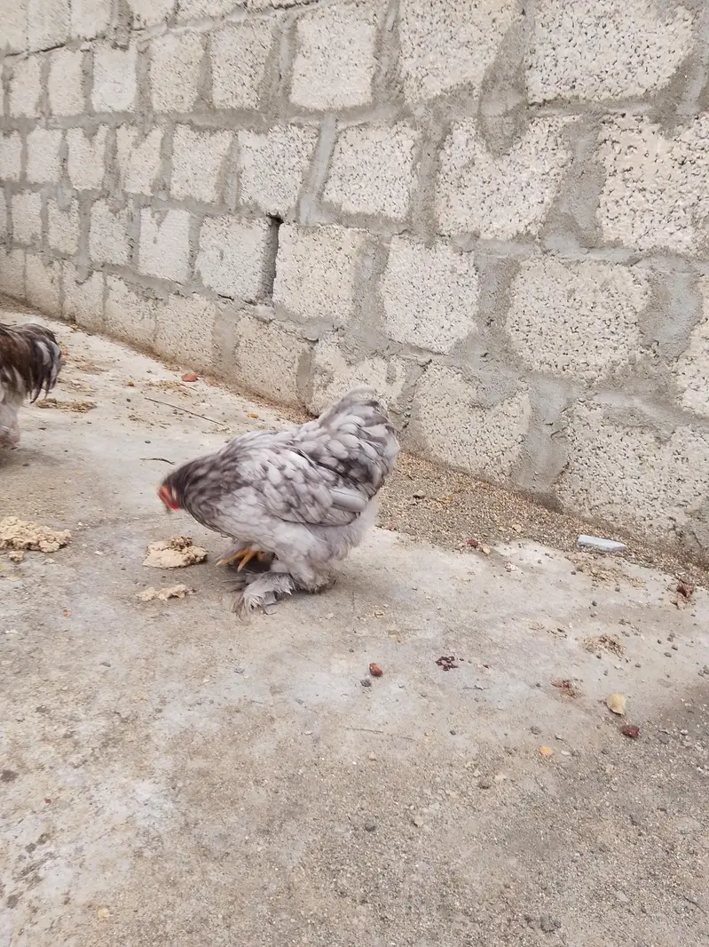 blue Cochin bantam breeder pair ( number in description) — photo 2