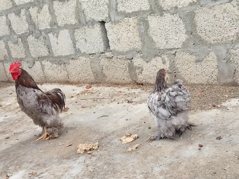 blue Cochin bantam breeder pair ( number in description) — photo 3