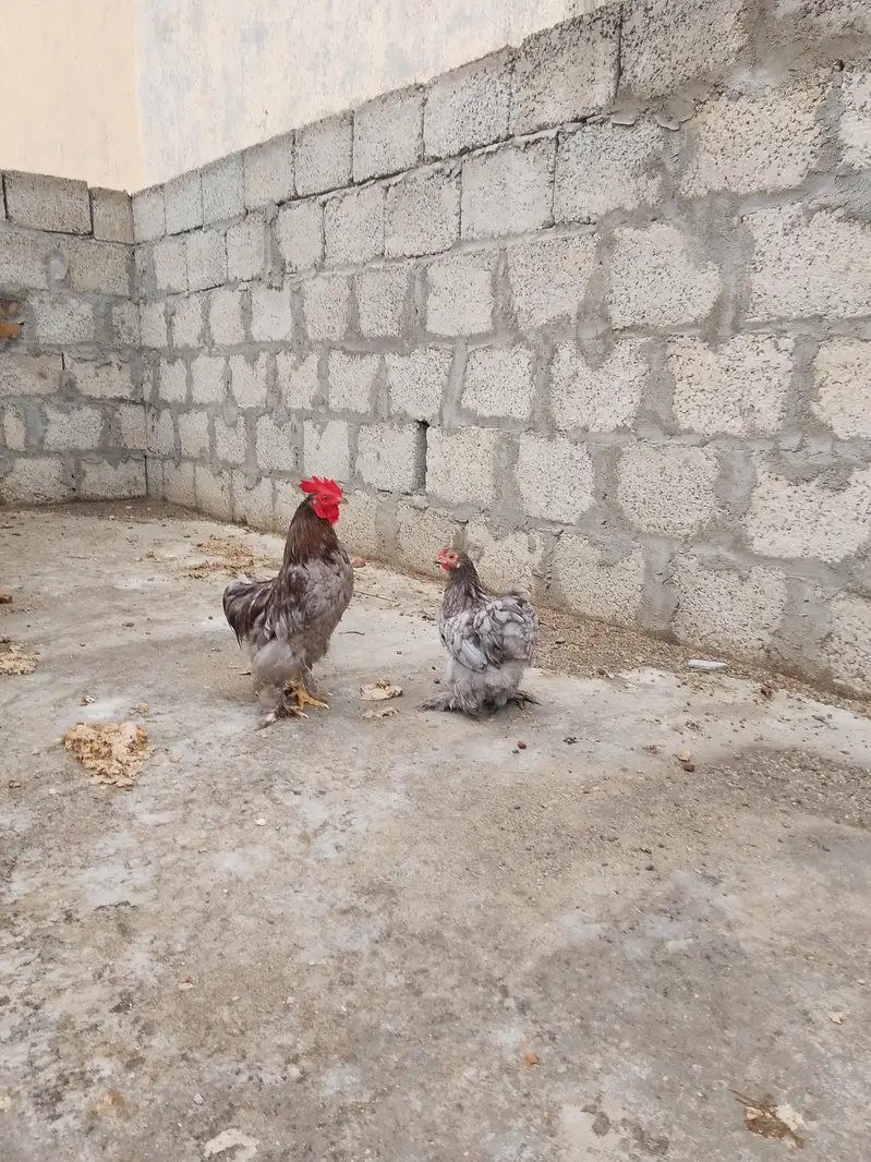 blue Cochin bantam breeder pair ( number in description) — photo 4
