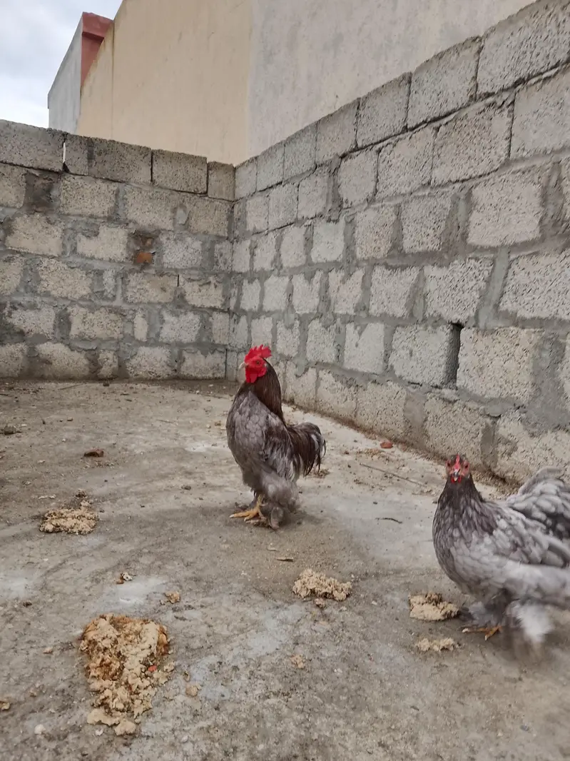 blue Cochin bantam breeder pair ( number in description) — photo 5