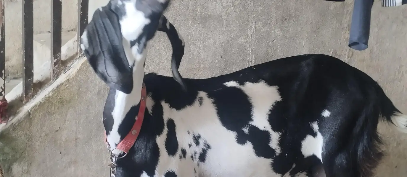 pure desi goat — photo 2