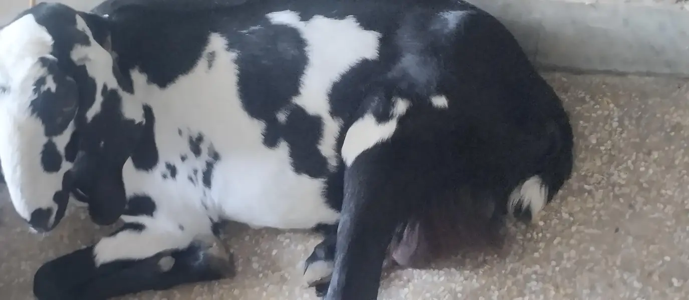 pure desi goat — photo 3