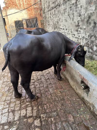 Buffalo