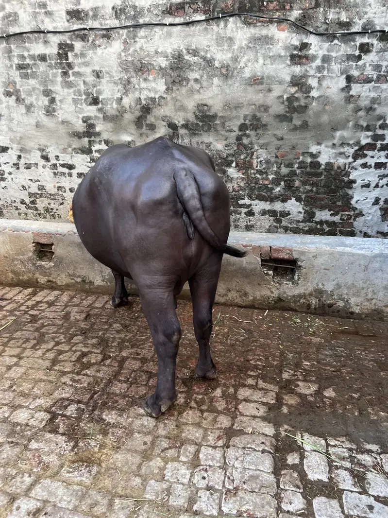 Buffalo — photo 2