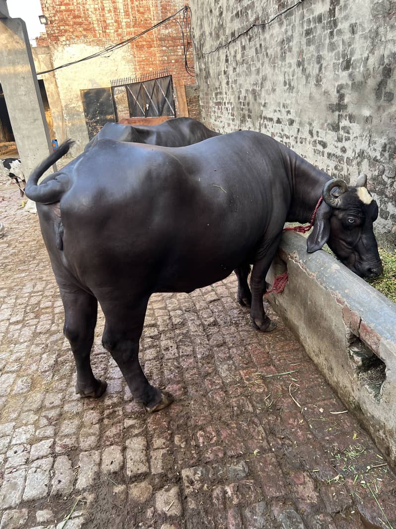 Buffalo 3