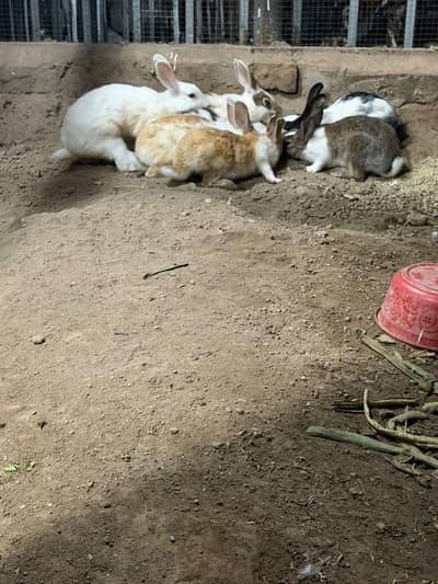 cute rabits guaranteed breeder 6 times breaded with me