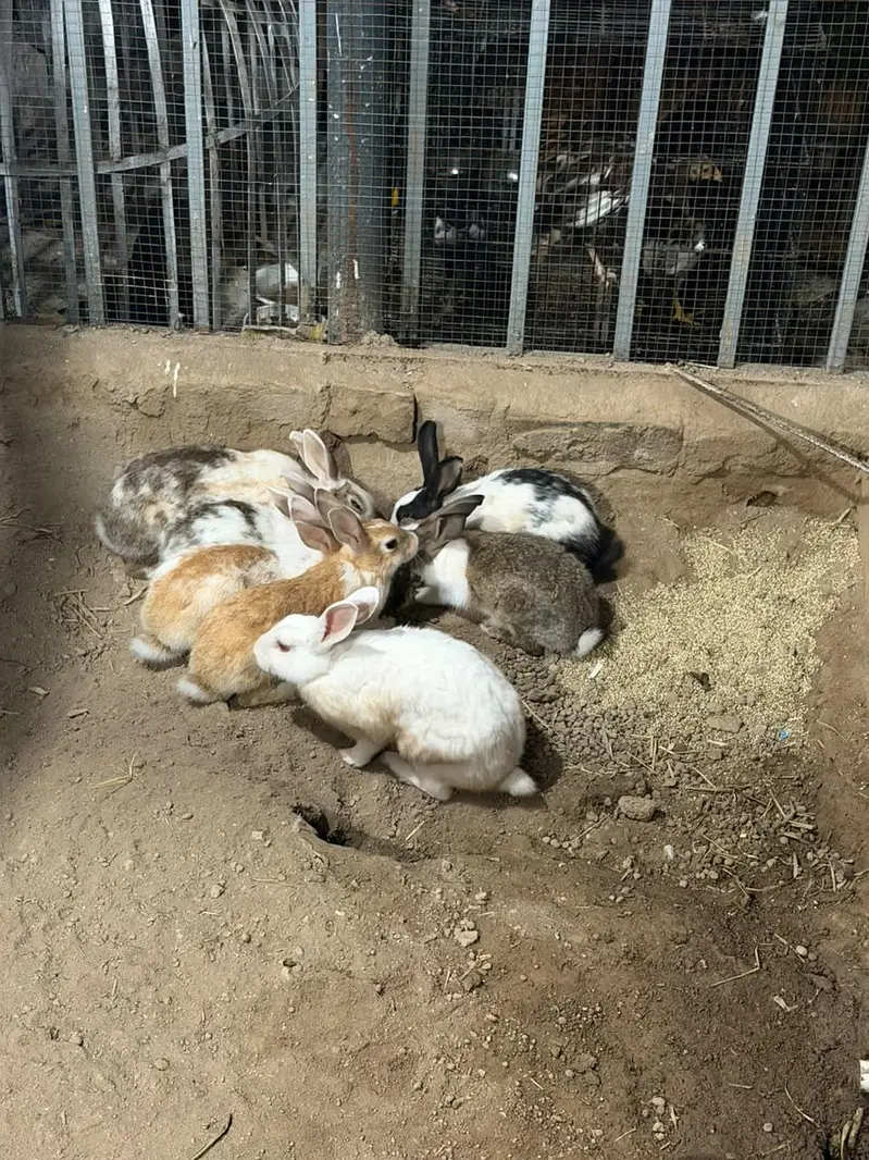 cute rabits guaranteed breeder 6 times breaded with me — photo 2