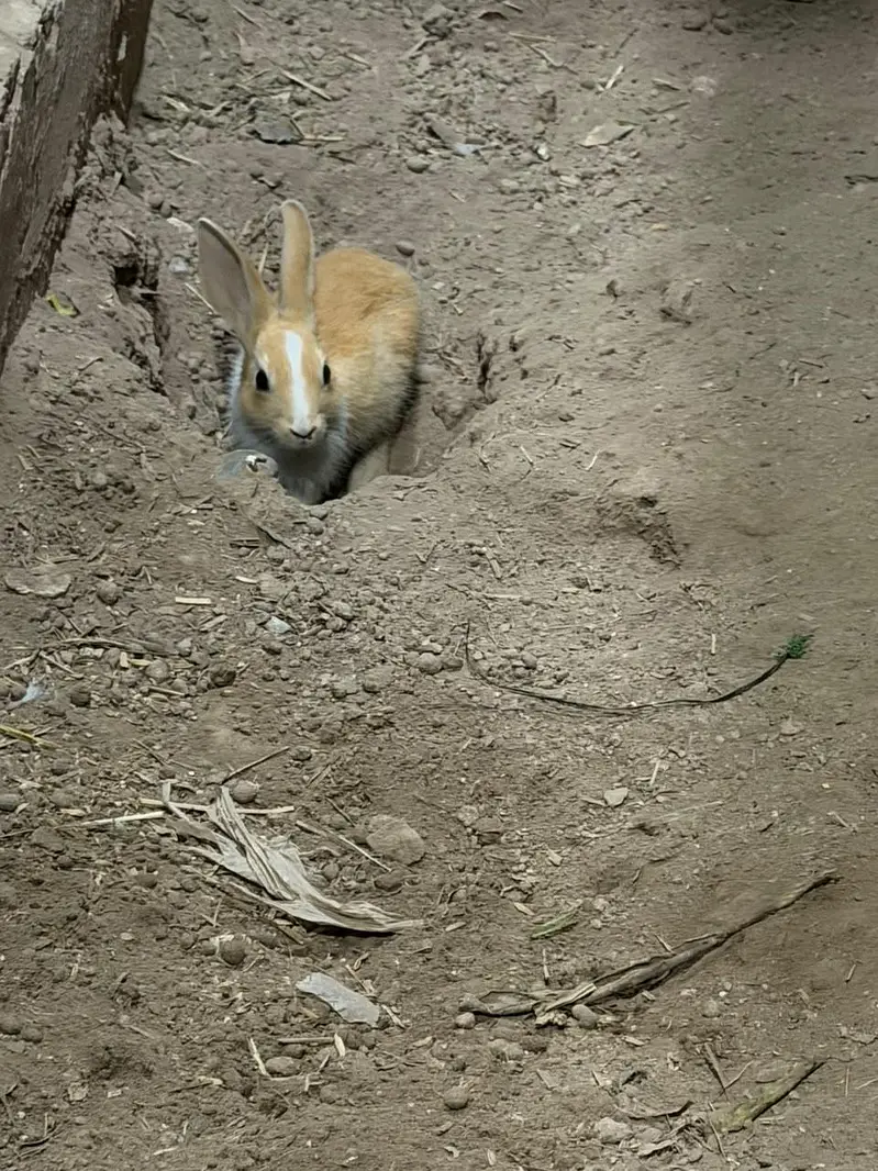 cute rabits guaranteed breeder 6 times breaded with me — photo 3
