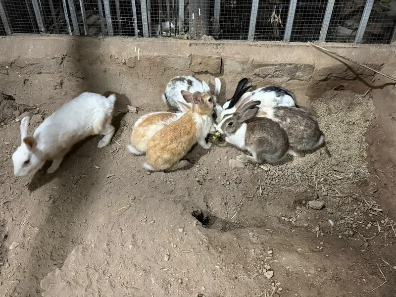 cute rabits guaranteed breeder 6 times breaded with me — photo 4