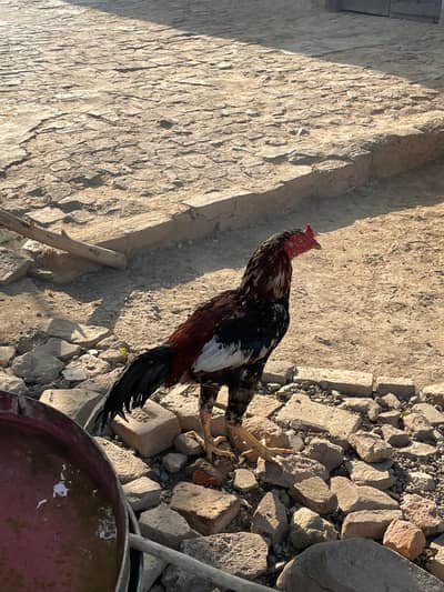 Selling my Sindhi aseel