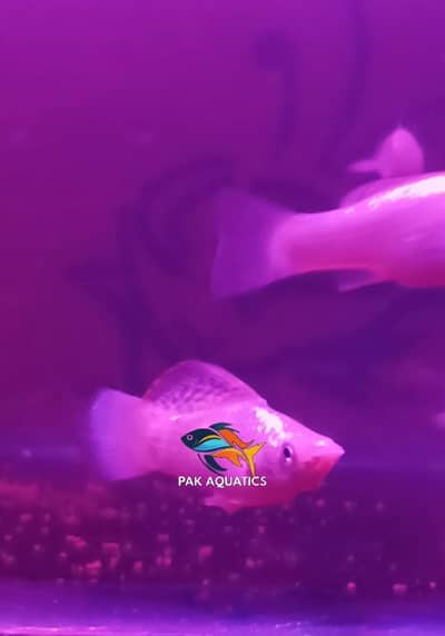 White milky Molly , orange moon tail Molly