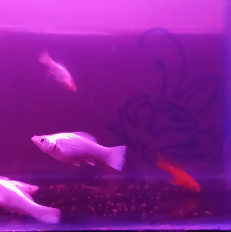 White milky Molly , orange moon tail Molly — photo 4