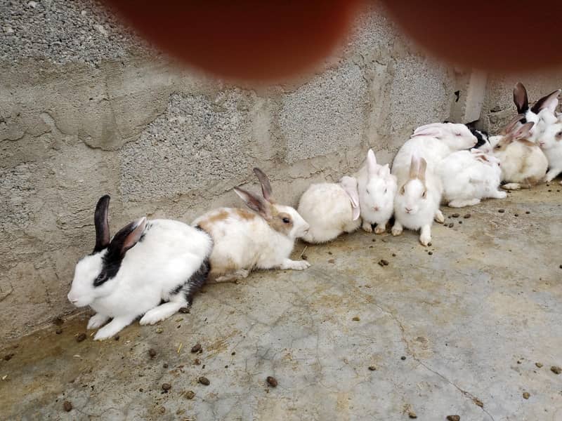 rabbits 1