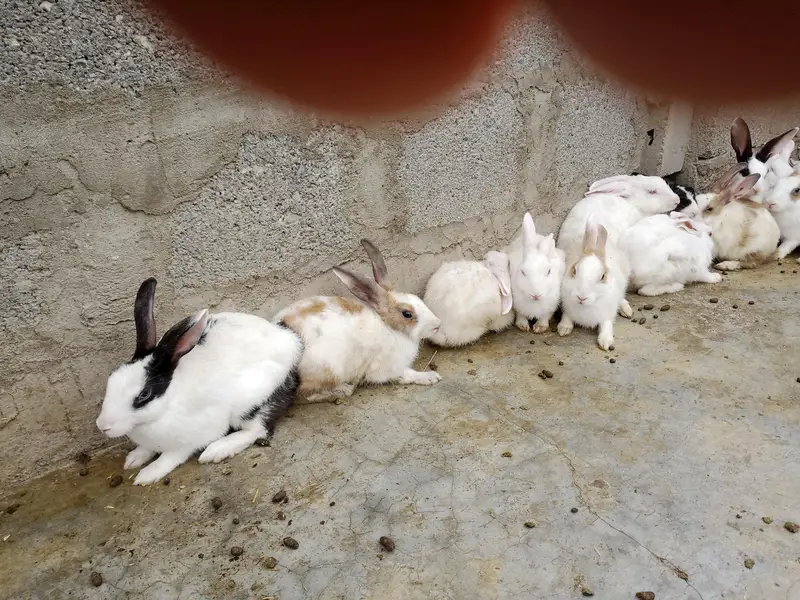 rabbits — photo 2