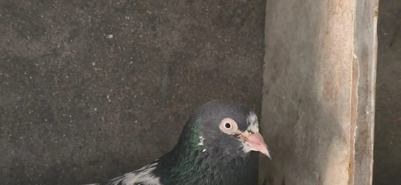 taddy kabuter ( breeder ) — photo 7