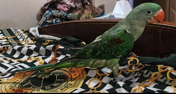 raw parrot