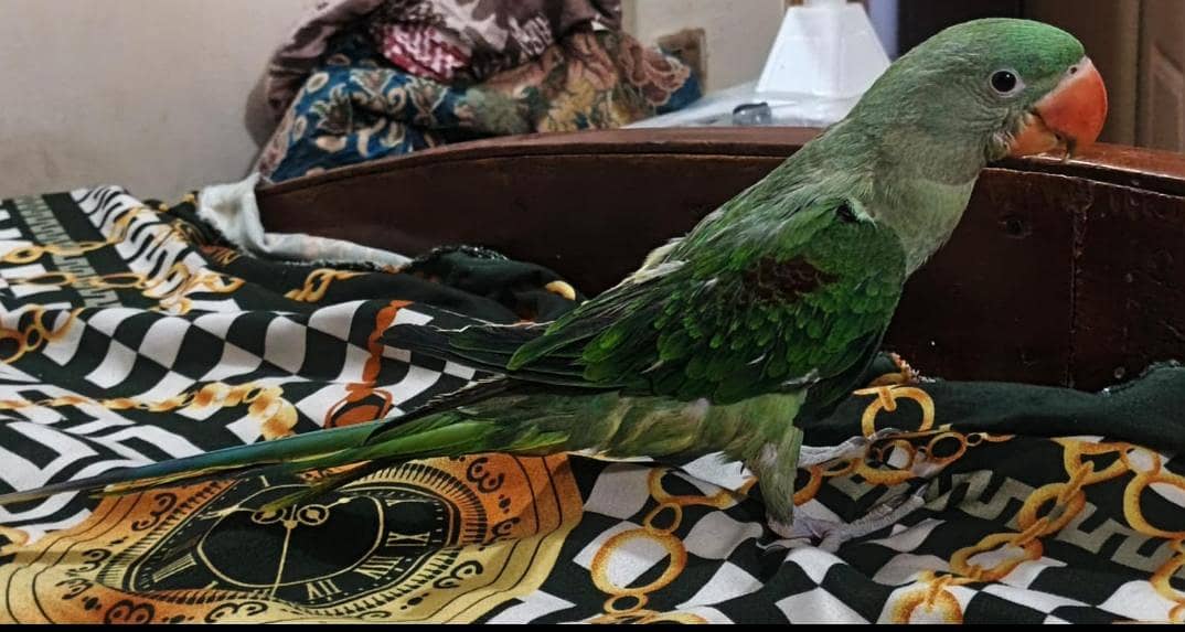 raw parrot 0