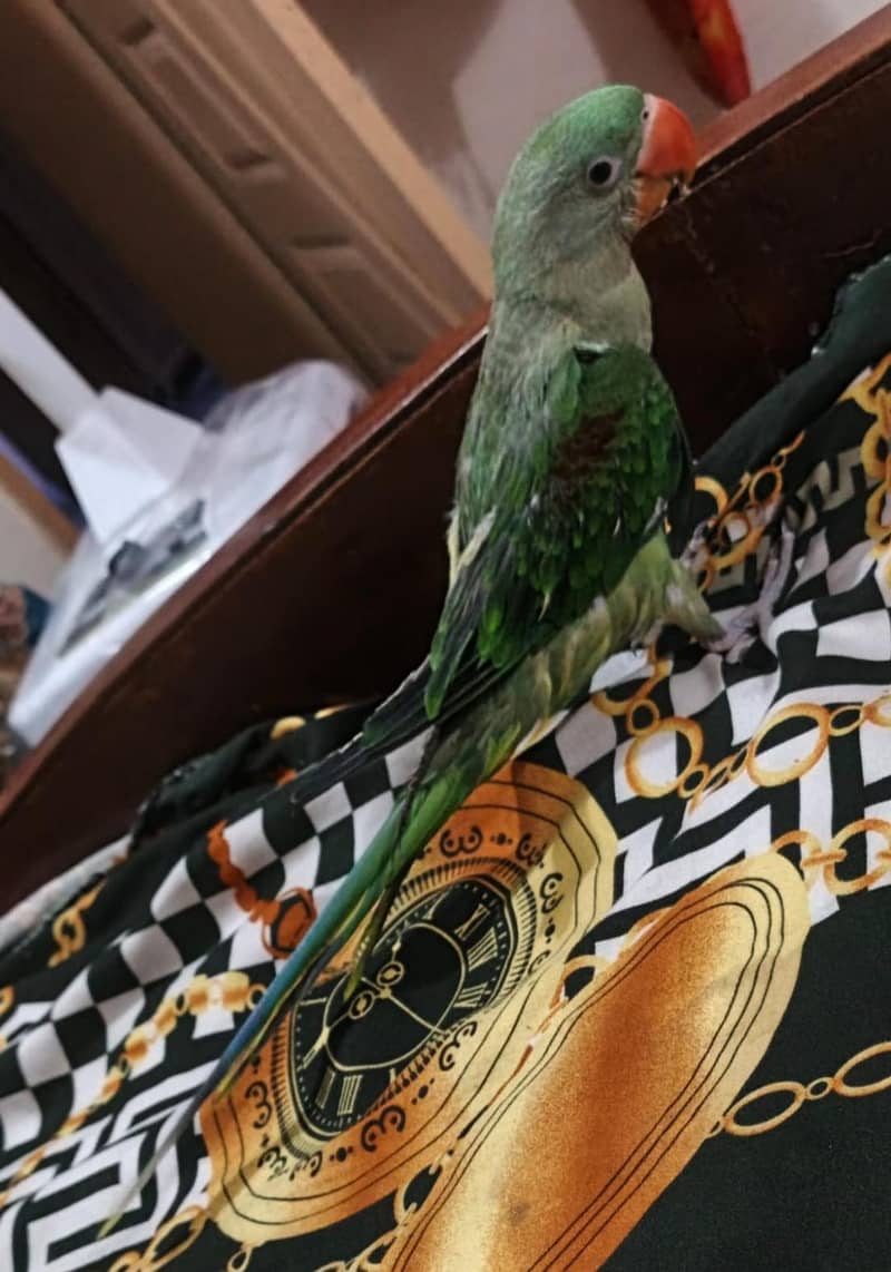 raw parrot 1