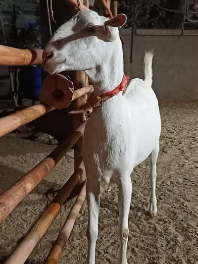 white teddy female fresh cross
