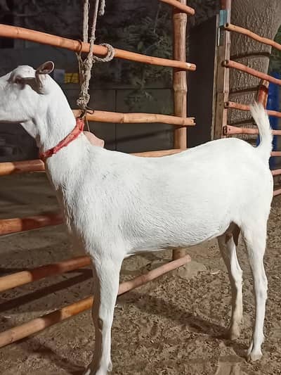 white teddy female fresh cross