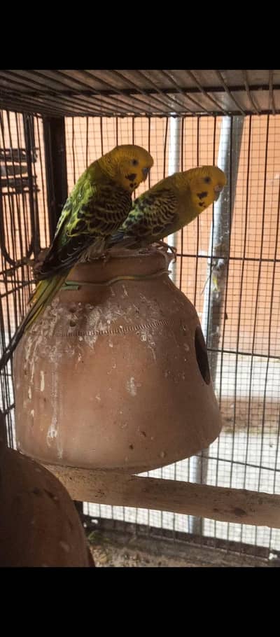 Budgie pairs