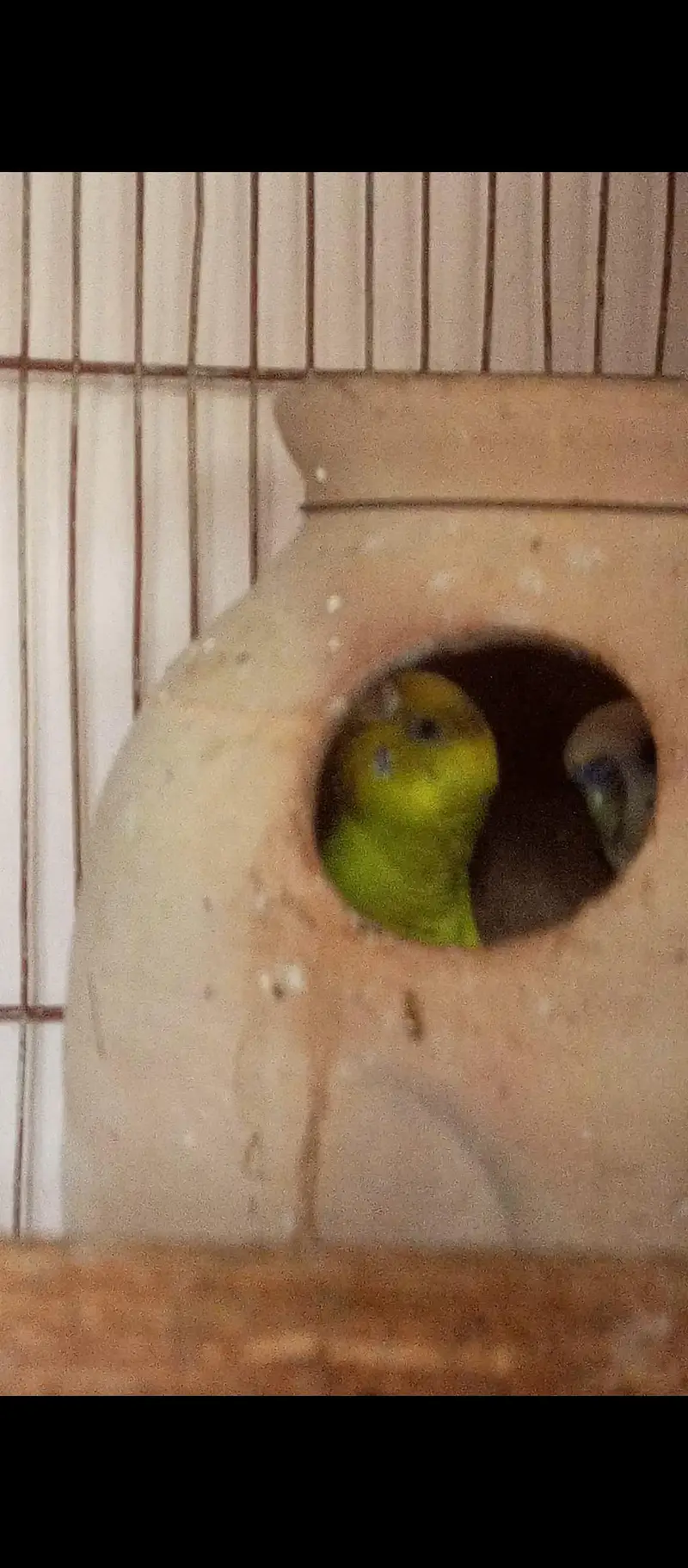 Budgie pairs — photo 2
