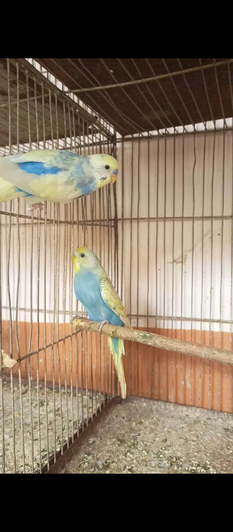 Budgie pairs — photo 3