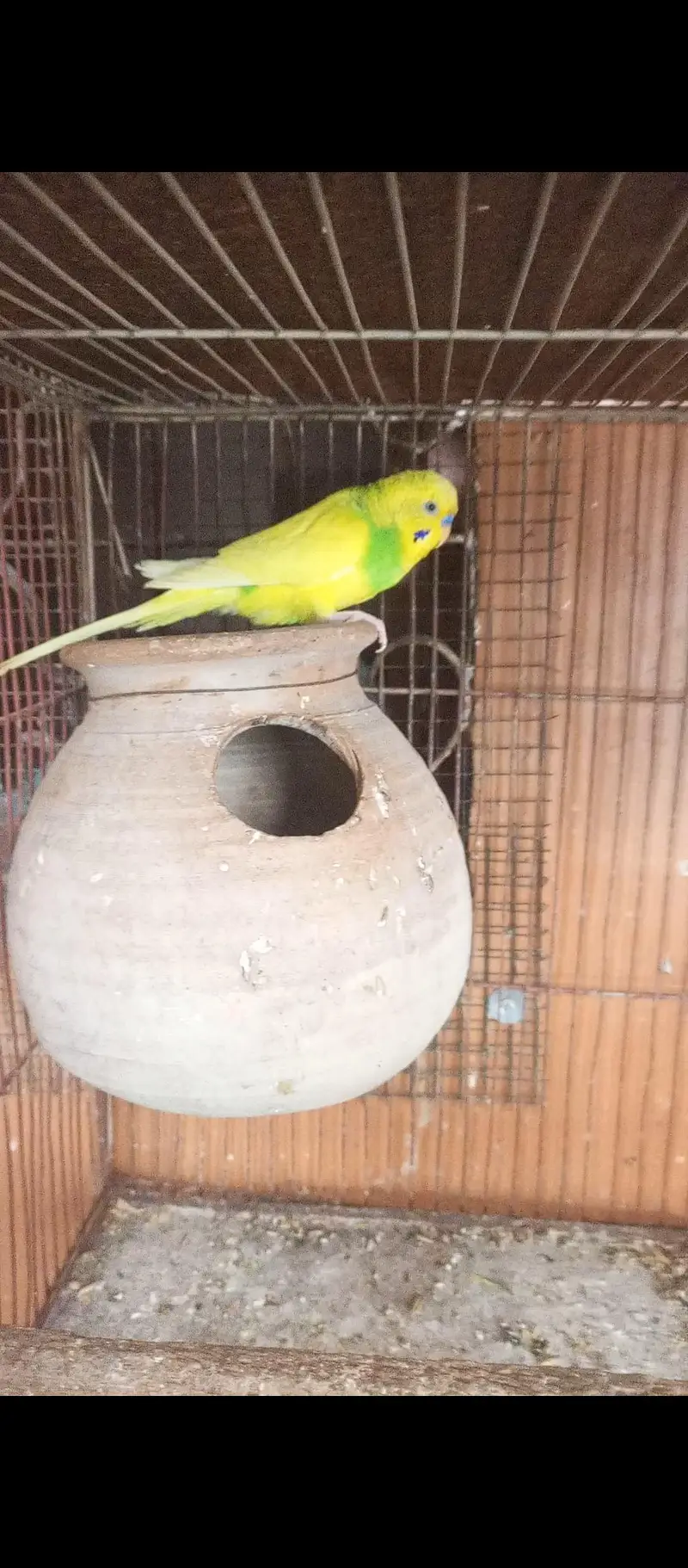 Budgie pairs — photo 4