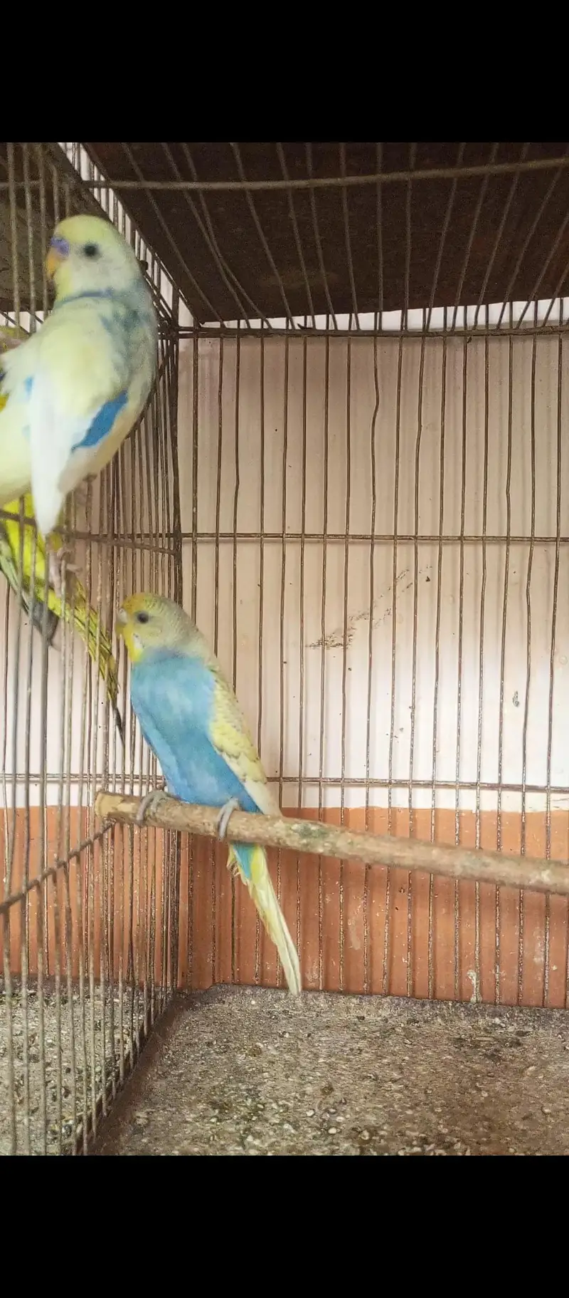 Budgie pairs — photo 5