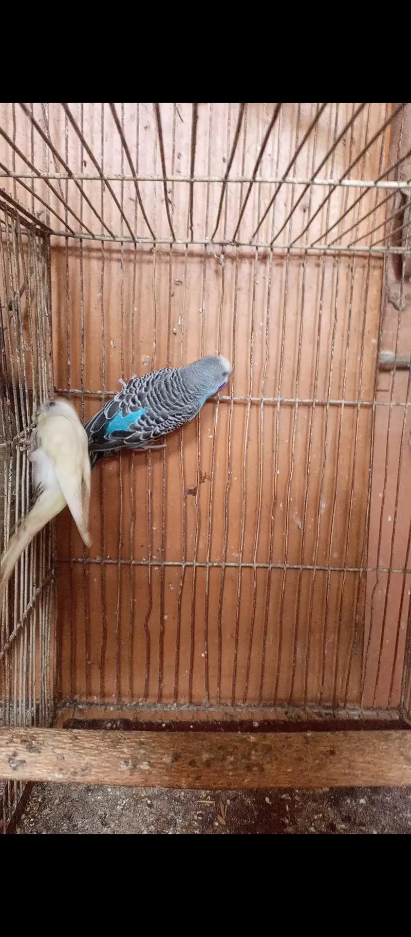 Budgie pairs — photo 6