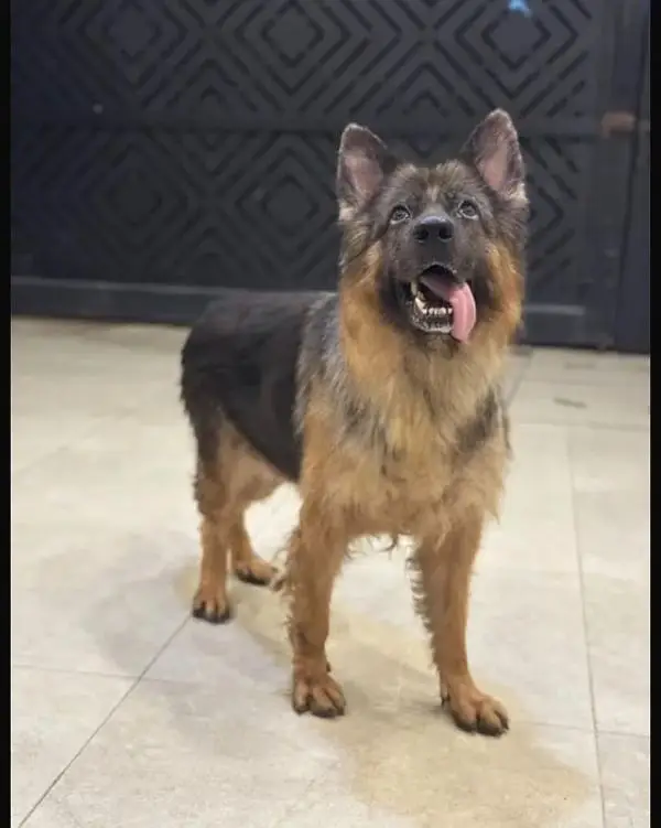German shepherd female pice negotiable exchange