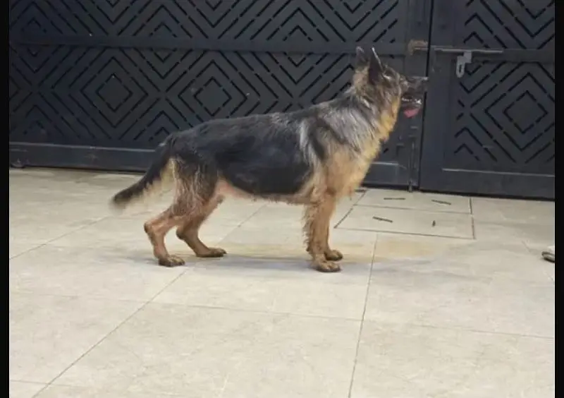 German shepherd female pice negotiable exchange — photo 2