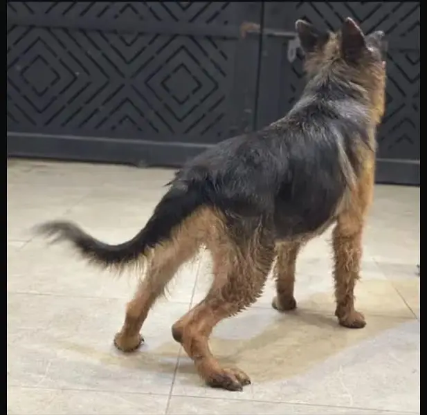 German shepherd female pice negotiable exchange — photo 3