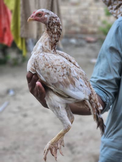 Cheeni aseel murgi for sale