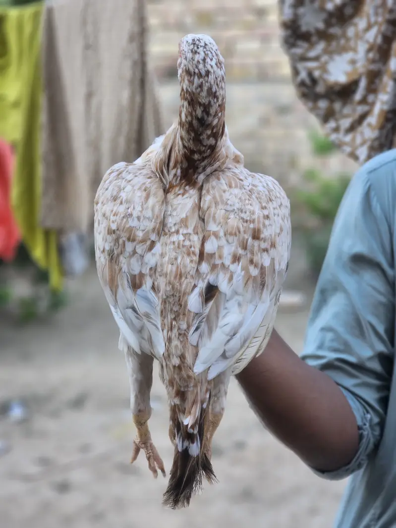 Cheeni aseel murgi for sale — photo 3